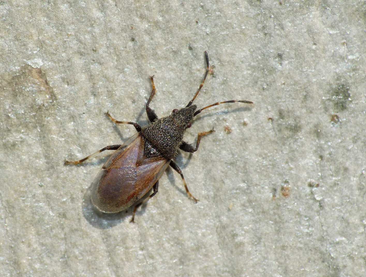 Lygaidae: Oxycarenus hyalinipennis del Lazio (RM)